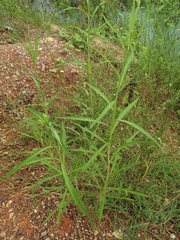 Lactuca indica