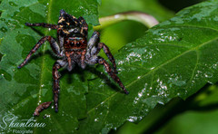Carrhotus viduus