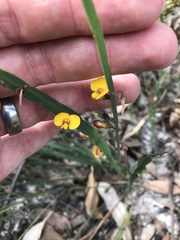 Bossiaea ensata