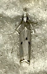 Argyria gonogramma
