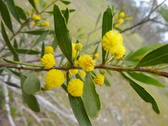 Acacia pycnantha