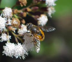 Eristalis bogotensis