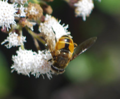 Eristalis bogotensis