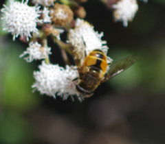 Eristalis bogotensis