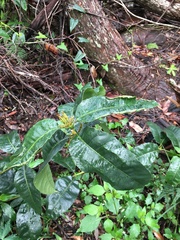 Schizomeria ovata