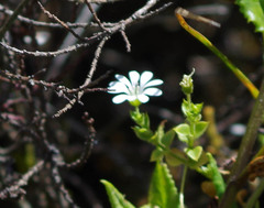 Stellaria recurvata
