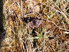Euphydryas editha taylori