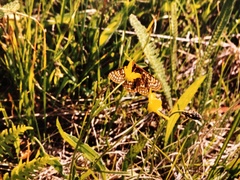 Euphydryas editha taylori