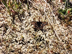 Euphydryas editha taylori