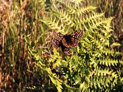 Euphydryas editha taylori