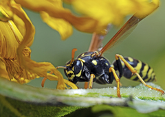 Polistes dominula