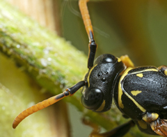 Polistes dominula