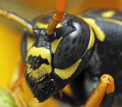 Polistes dominula