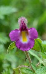 Proboscidea louisianica fragrans