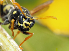 Polistes dominula