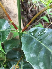 Schizomeria ovata
