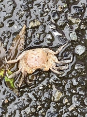 Decapoda