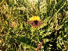 Euphydryas editha taylori