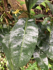 Schizomeria ovata