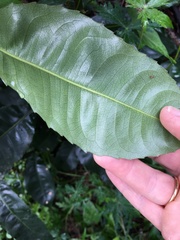 Schizomeria ovata