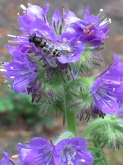 Phacelia franklinii