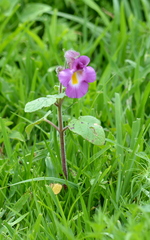 Proboscidea louisianica fragrans