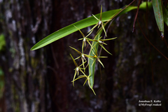 Prosthechea rhynchophora