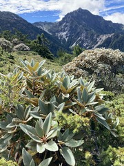 Rhododendron hyperythrum