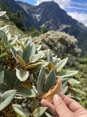 Rhododendron hyperythrum