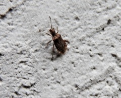 Aufeius impressicollis