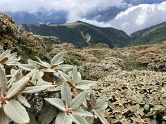 Rhododendron hyperythrum