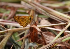 Taractrocera archias
