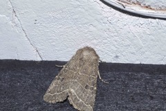 Protorthodes melanopis