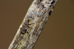 Eudiagogini