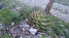 Agave gentryi