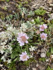Scabiosa lacerifolia