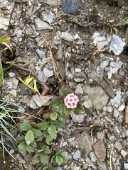 Spiraea morrisonicola