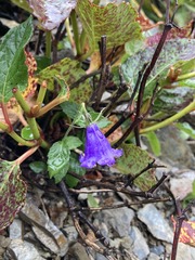 Adenophora morrisonensis