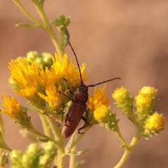Crossidius testaceus