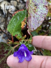 Adenophora morrisonensis