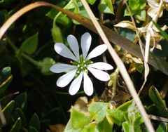 Stellaria recurvata