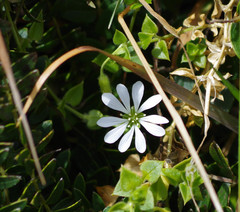 Stellaria recurvata