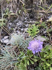 Scabiosa lacerifolia