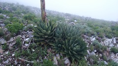 Agave gentryi
