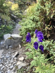 Aconitum fukutomei