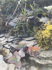 Epilobium nankotaizanense