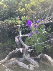 Aconitum fukutomei