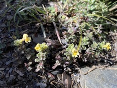 Euphrasia nankotaizanensis