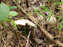 Agaricus pocillator
