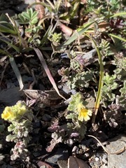 Euphrasia nankotaizanensis